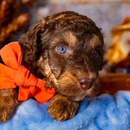 Hershey - Phantom male Bernedoodle puppy in Richmond, Texas from Harper’s Heartbeats