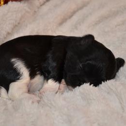 Albus - Black and white male Shih Tzu puppy in Magnolia, Texas from Furbourne Farms
