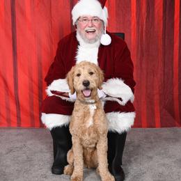 Goldendoodle All Grown Up from Dawnie’s Doodles