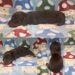 Hazel - Chocolate and tan female Dachshund puppy in Pollok, Texas from Magnolia Kennels