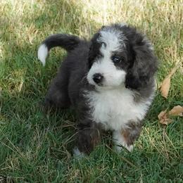 Yankee BMF dark - Blue merle female Aussiedoodle puppy in Lawton, Oklahoma from Lindsey’s Aussies