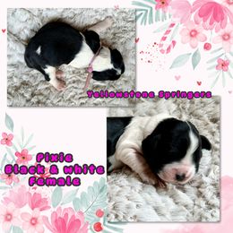 Pixie - Black and white female English Springer Spaniel puppy in Livingston, Montana from Yellowstone Springers