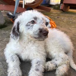 Nehemia - Brown and white female Aussiedoodle puppy in Grants Pass, Oregon from Love my doodles/ Aussiedoodle love