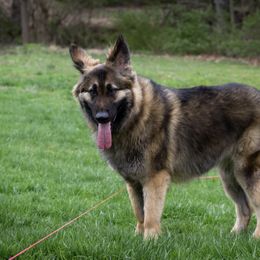 Shiloh Shepherd All Grown Up from NewMoon Shiloh Shepherds
