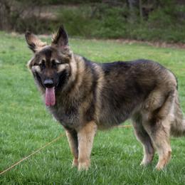 Shiloh Shepherd All Grown Up from NewMoon Shiloh Shepherds