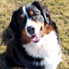 Bernese Mountain Dogs from RC Farm