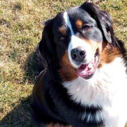Bernese Mountain Dogs from RC Farm