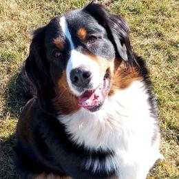 Bernese Mountain Dogs from RC Farm