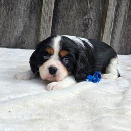 Cavalier King Charles Spaniel puppies from Katie's Pups