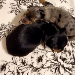Dachshund Puppies from Doxi Delights