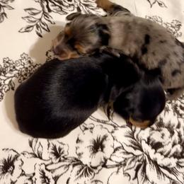 Dachshund Puppies from Doxi Delights