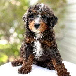 Happy - Merle male Bernedoodle puppy in Highland, Utah from Angel Pups Deluxe