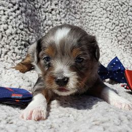 Gucci - Blue merle Aussiedoodle puppy in Stockton, California from Family Doodles