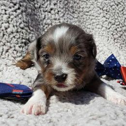 Gucci - Blue merle Aussiedoodle puppy in Stockton, California from Family Doodles