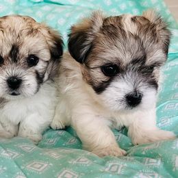 Cotons de Tulear from Camelot Cotons