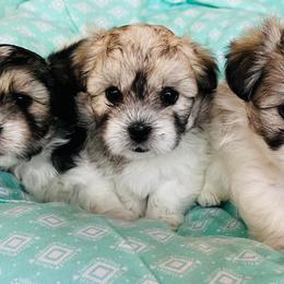 Cotons de Tulear from Camelot Cotons
