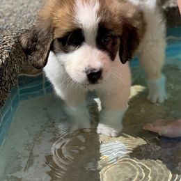 Cloud hot pink - Mahogany and white female Saint Bernard puppy in Auburn, Washington from Sara’s Saint Bernards