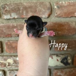 Happy - Black and tan female American Corgi puppy in Anderson, California from Flying K Corgis
