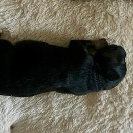 Black tri girl - Black tri-color female Australian Shepherd puppy in Tennessee from PaintedS Aussies