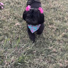 Delilah - Shih Tzu