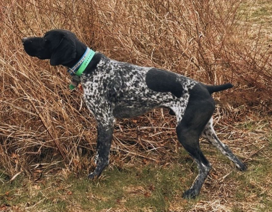 Dills German Shorthairs in Kentucky German Shorthaired Pointer