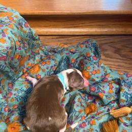 Zoey (teal) - Red tri-color female Aussiedoodle puppy in Watertown, Wisconsin from Little Bear Paws Aussiedoodles