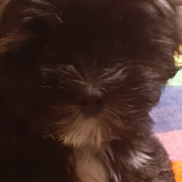 Lhasa Apso Puppies from Lots of Lhasa Love
