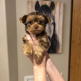 Yorkshire Terrier Puppies from Happy Days Acres and Yorkies