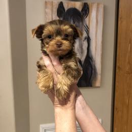 Yorkshire Terrier Puppies from Happy Days Acres and Yorkies