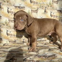 Buck - Red male Catahoula Leopard Dog puppy in Forbes, Minnesota from North Country Catahoulas