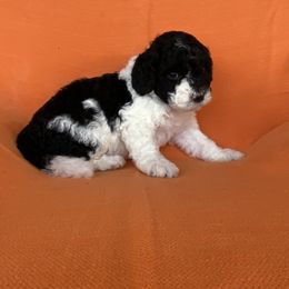 Portuguese Water Dog Puppies from Aguas De Seda PWD