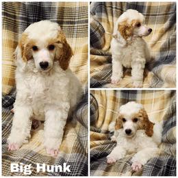 Big Hunk - Parti male Poodle puppy in Elma, Washington from Joyful Paw Poodles