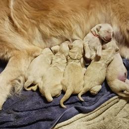 Doberman Pinscher, Flat-Coated Retriever, and Golden Retriever Puppies from Creekwood Kennel
