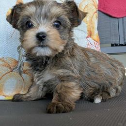 Holly 1900 - Liver female Yorkshire Terrier puppy in Sonora, Kentucky from Maple Hill Miniature Dachshunds