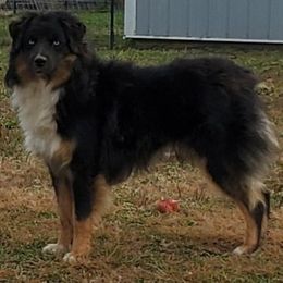 Merlin - Miniature Australian Shepherd