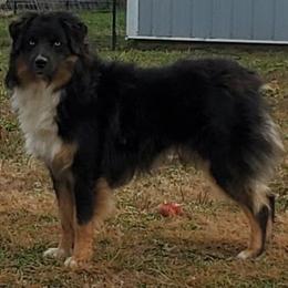Merlin - Miniature Australian Shepherd