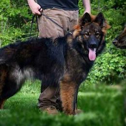 German Shepherds from Freedom Shepherds