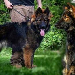 German Shepherds from Freedom Shepherds