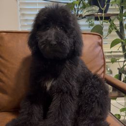 Onyx - Black male Poodle puppy in Dallas, Texas from Poodle Paradise