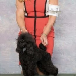 Lacy - Poodle