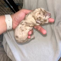 Lady's Dapple - Dapple male Dachshund puppy in Rattan, Oklahoma from Burgett’s Barnyard Dachshunds