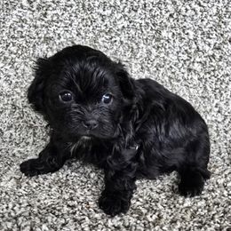 Black girl 1 - Black female Shihpoo puppy in Newark, Ohio from Gemini Kennels