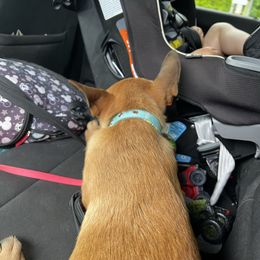 Voris - Fawn male Belgian Malinois puppy in Catskill, New York from Vom Kugelblitz Kennels