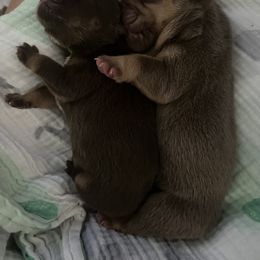Bulldog and French Bulldog Puppies from JuneBug Bullies