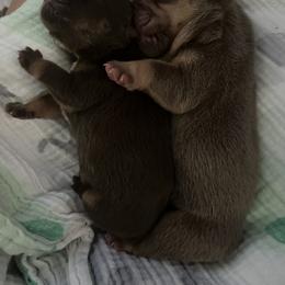 Bulldog and French Bulldog Puppies from JuneBug Bullies