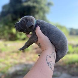 Caratappi - Blue brindle female Great Dane puppy in Lehigh Acres, Florida from Florida Wrinkles