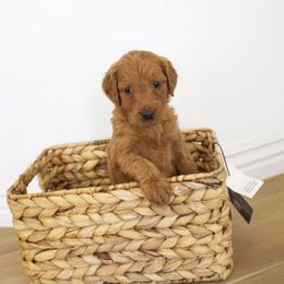Goldendoodle, Irish Doodle, Labradoodle, and Poodle Puppies from Desert Doodles
