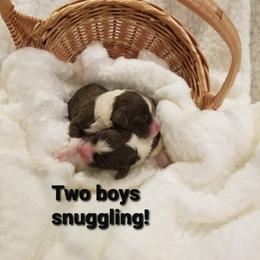 Portuguese Water Dog Puppies from Prized Family Porties