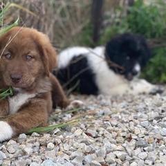 Karakachans from Luxelivestock and Transportation