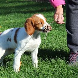 Brittany Puppies from Lockridge Brittanys